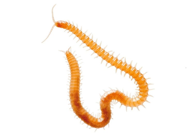 Young centipede that is almost translucent