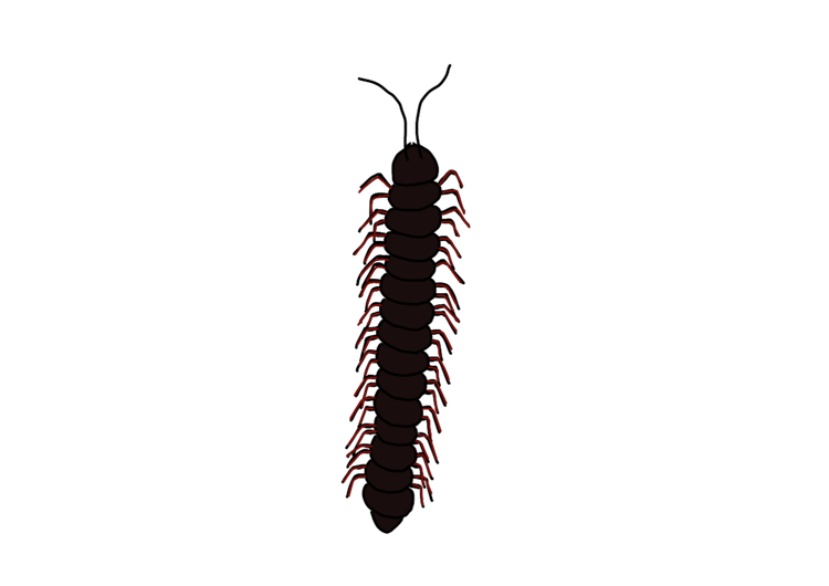 Millipede with segmented body and two pairs of legs per segment