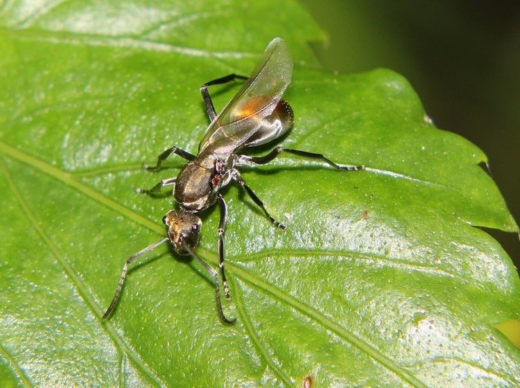 A golden-tailed spiny ant with long fine transparent wings