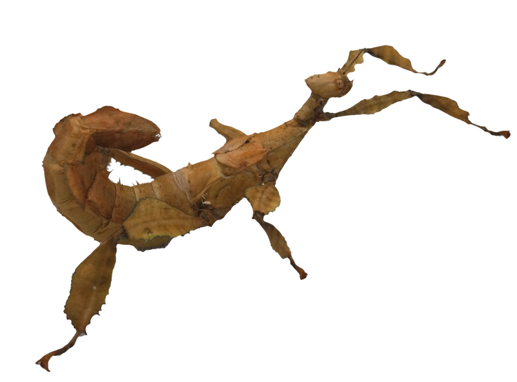 Adult spiny leaf insect with leaf-shaped body and six legs