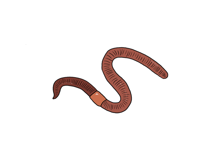 Earthworm with body segments and wide band near one end