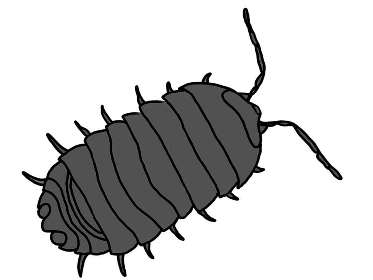 Pill bug with segmented body