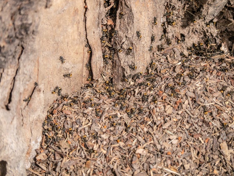 Colony of golden-tailed spiny ants at base of a tree