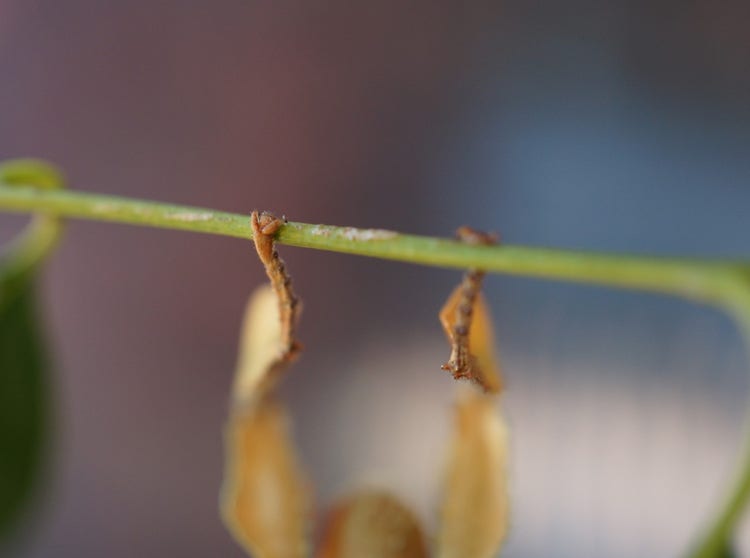 Curved claws of a spiny leaf insect