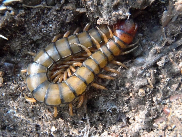 Centipede on the soil with its head near a burrow
