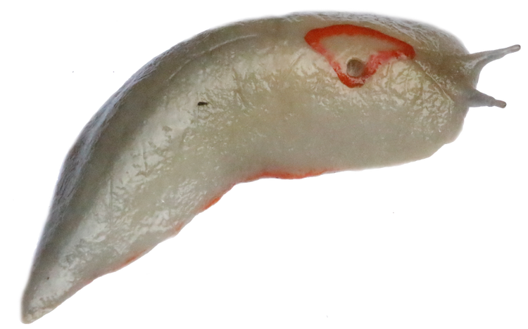 Red triangle slug with red triangle on back with a hole in one corner