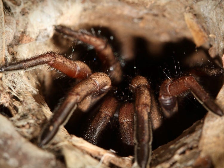 A trapdoor spider at its burrow entrance with legs protruding out of it