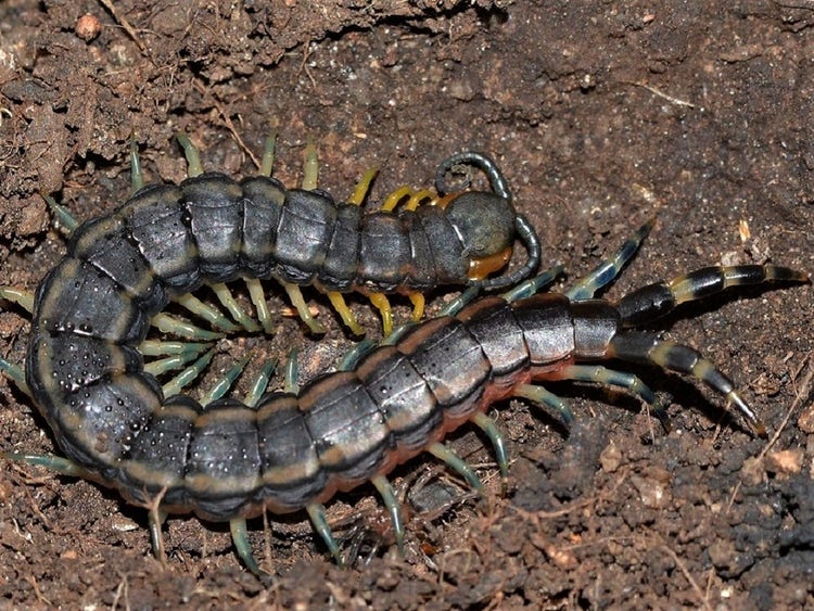 A centipede on the ground with segmented antennae on the head and a pair of segmented legs at its tail.