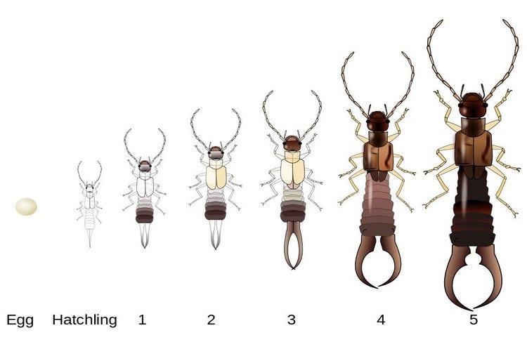 Egg, small earwig hatchling, increasing sizes of earwigs getting darker in colour and pincers more curved