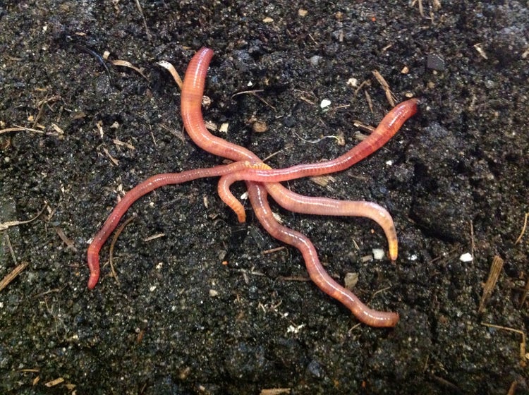 Three long shiny earthworms on top of the soil