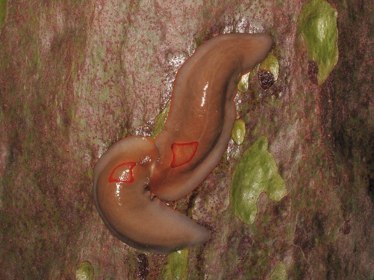 Two red triangle slugs entwined