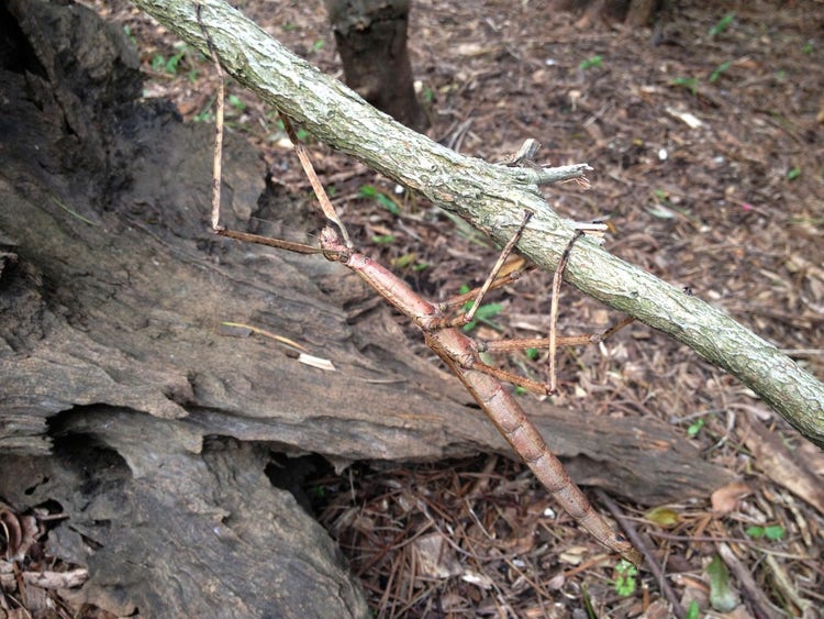 Stick insect with a smooth body resembling a stick
