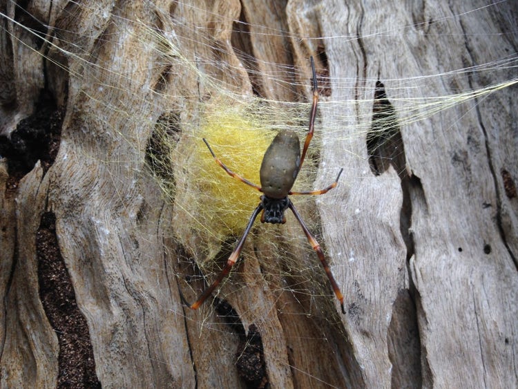 Golden orb weaving spider on top of a spun egg sac attached to a tree truck with web
