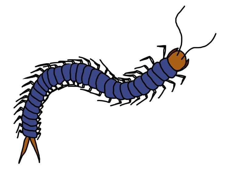 Centipede with segmented body and one pair of legs per segment