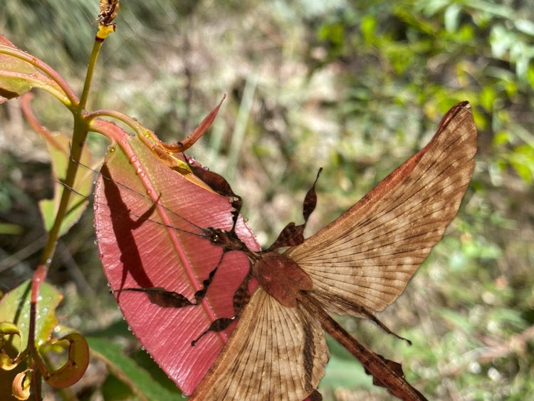 Male phasmid with narrow body and fine outspread wings