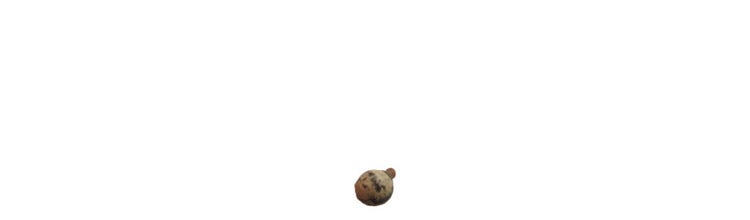Round phasmid egg that looks like a small seed