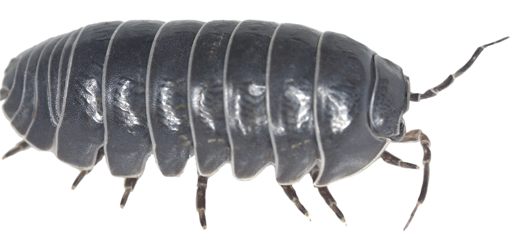 Adult pill bug with shiny hard exoskeleton