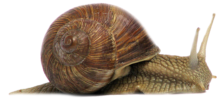 Garden snail with a soft body, shell and 4 eye stalks