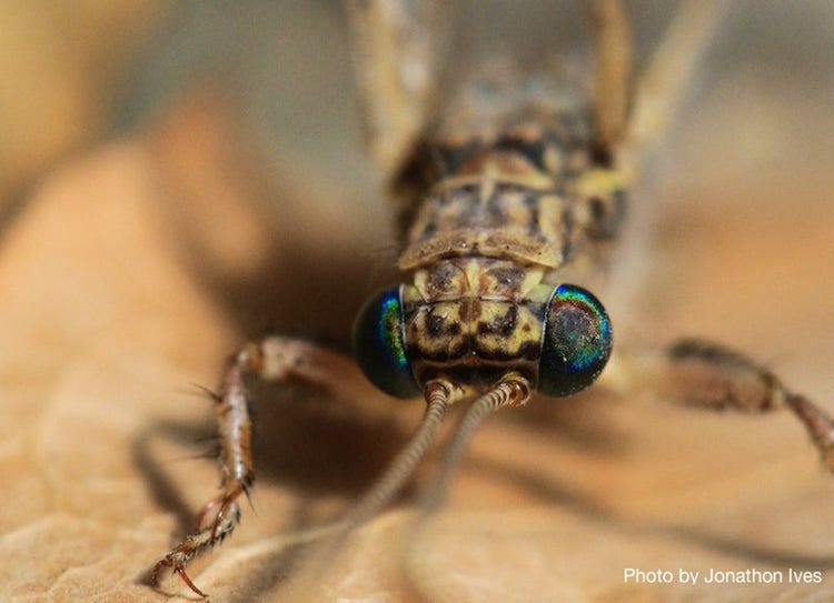 Large eyes on the side of its head and long antennae of an adult lacewing