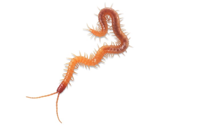 Adult centipede with dark body