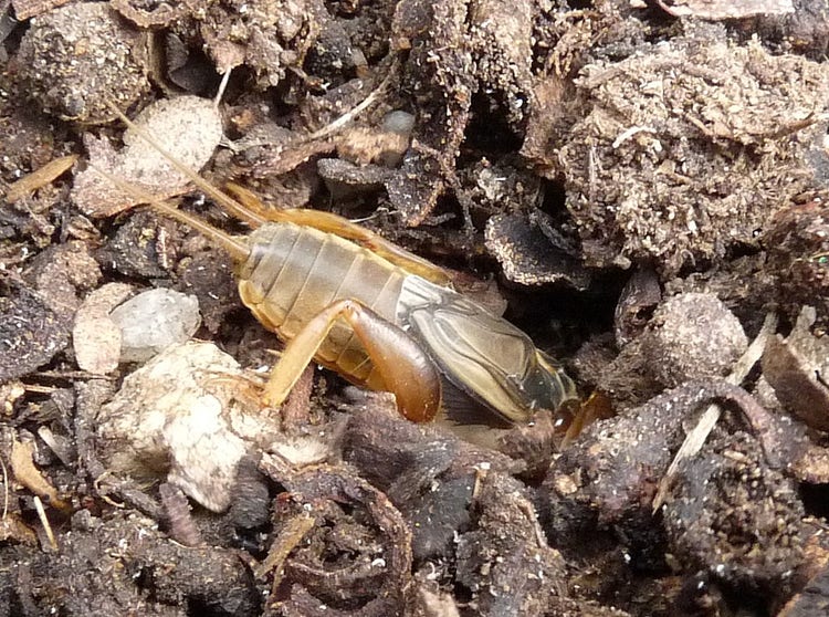 Male mole cricket in tunnel entrance facing inwards