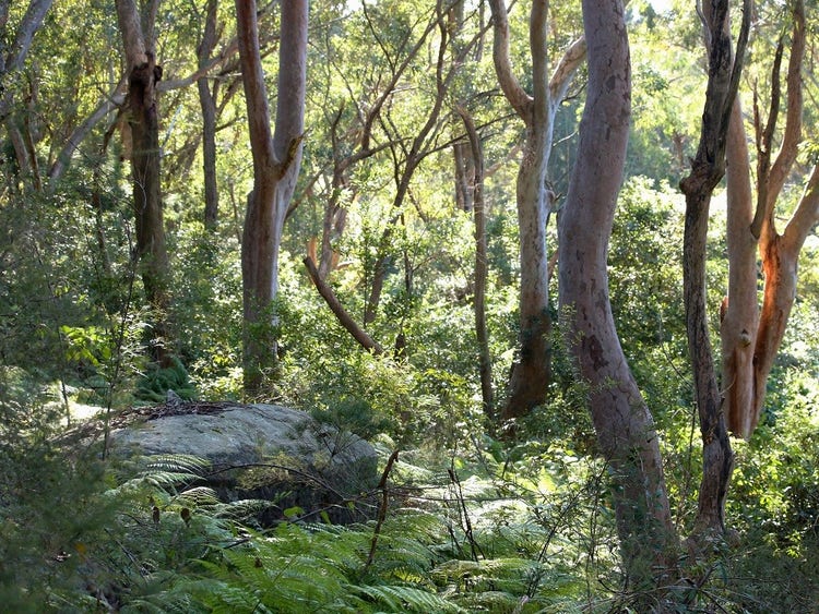 Bushland with trees and shrub and feern understorey