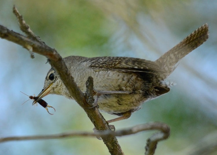 Small bird with earwig in beak