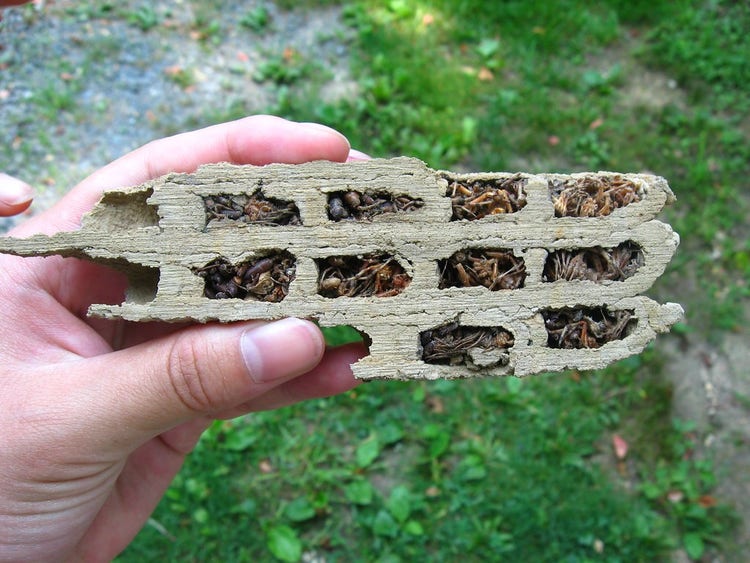 Cross section of mud dauber wasp cells packed with dead spiders