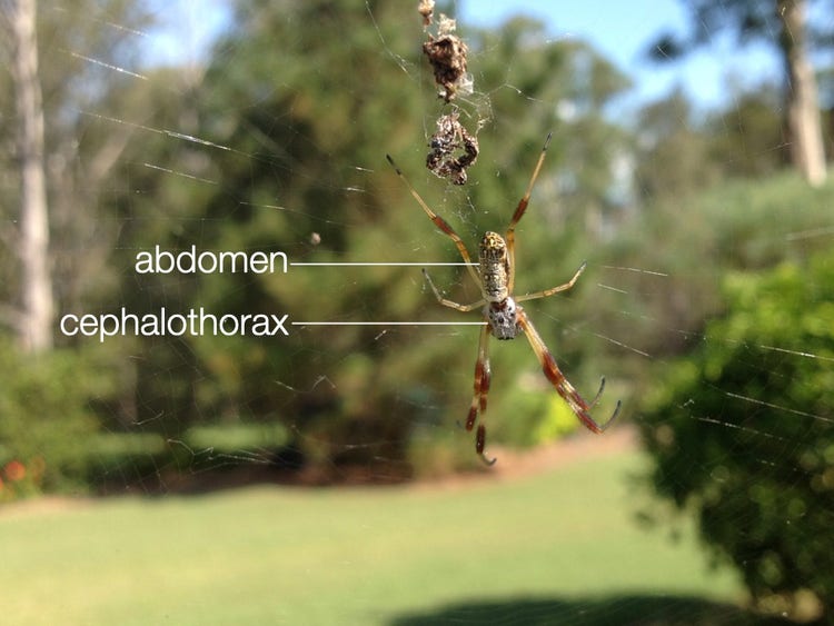 A labelled image of a golden orb weaving spider in its web showing its abdomen and cephalothorax