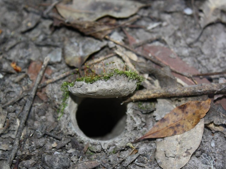 Round door attached to the top of a round burrow like a flap