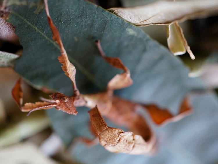 Female phasmid with curved tail