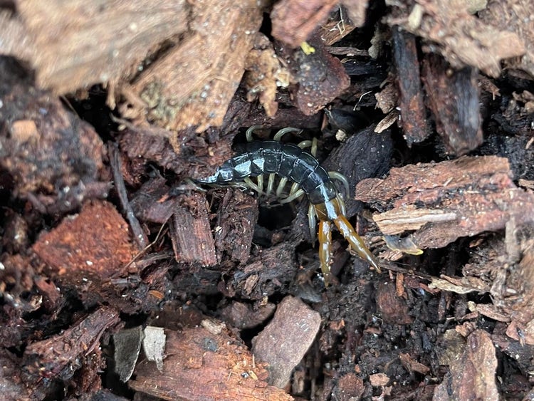 Rear end of a centipede in bark chip on the ground