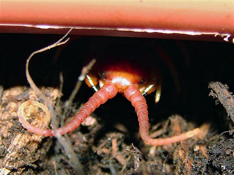 Centipede's head with long antennae and short venomous claws at the sides of its head