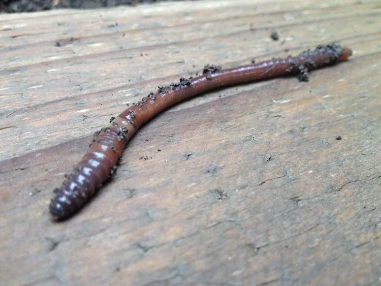 An earthworm covered in some soil laying on a wood surface