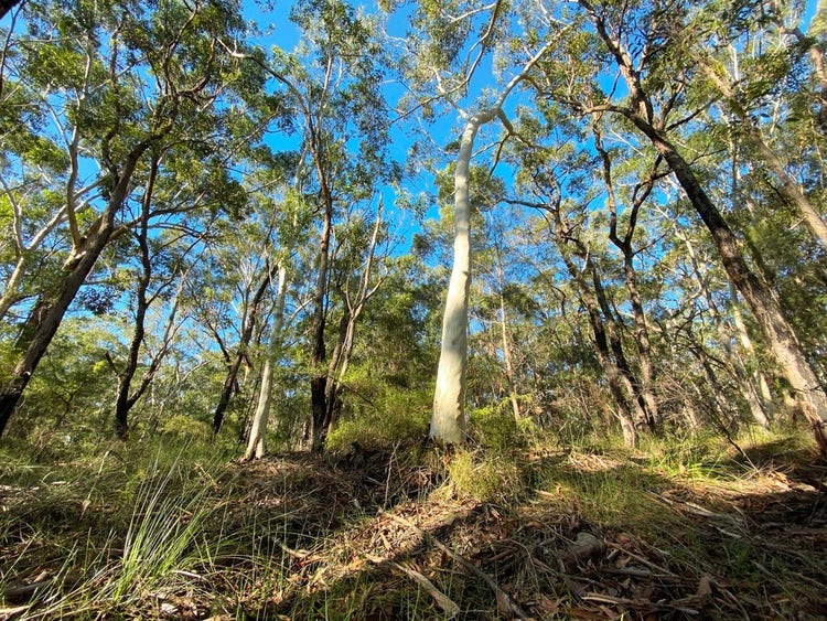 Bushland with gum trees, shrubs, grassy understorey and leaf litter