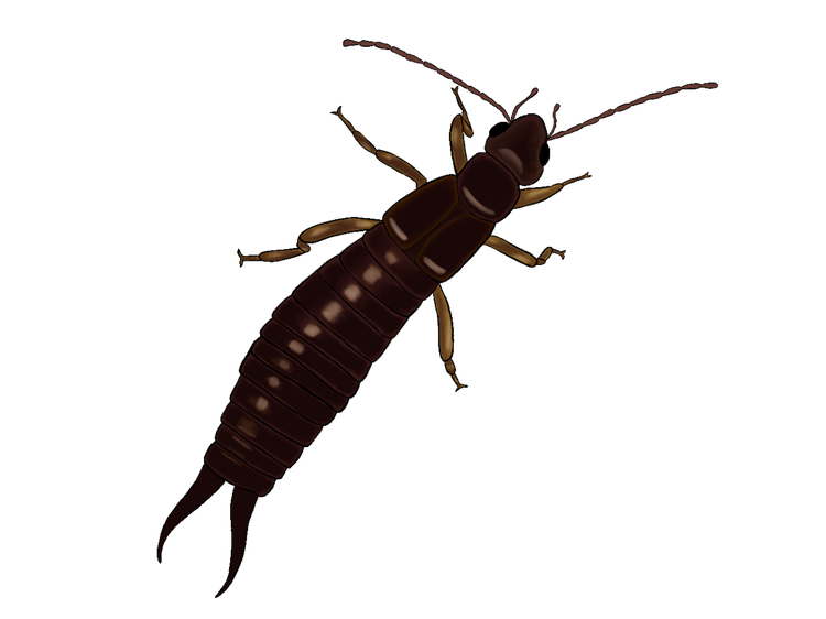 An earwig with six legs and two pointed pincers at its rear end