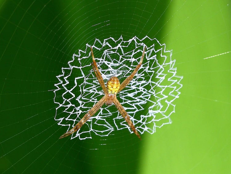 Juvenile in the middle of a circular zig zagged stabilimentum.