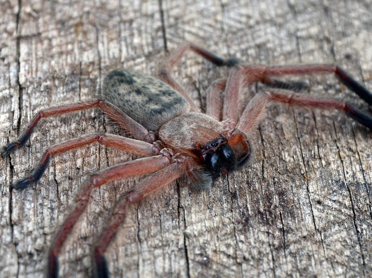 A huntsman spider with 8 legs attached to its cephalothorax and no legs attached to its abdomen