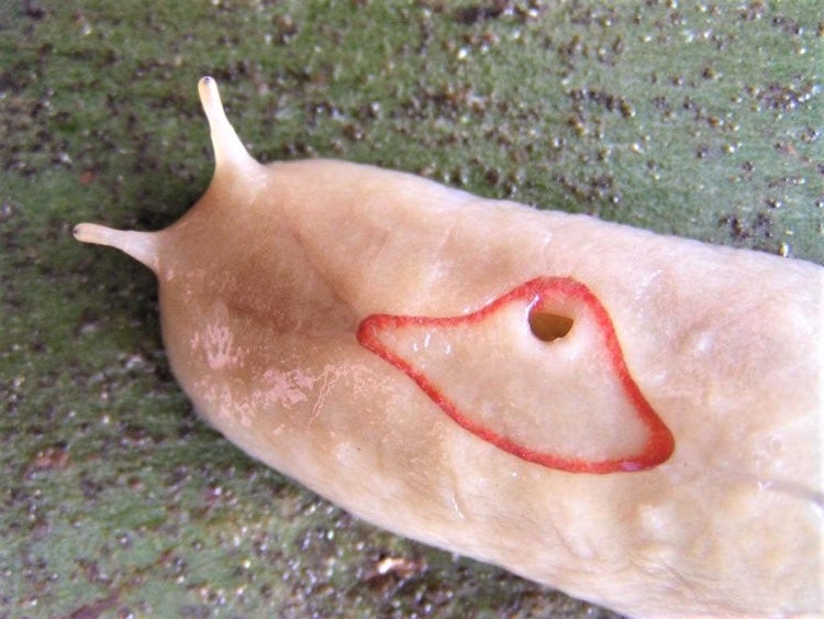 Close up of the pink body of a red triangle slug