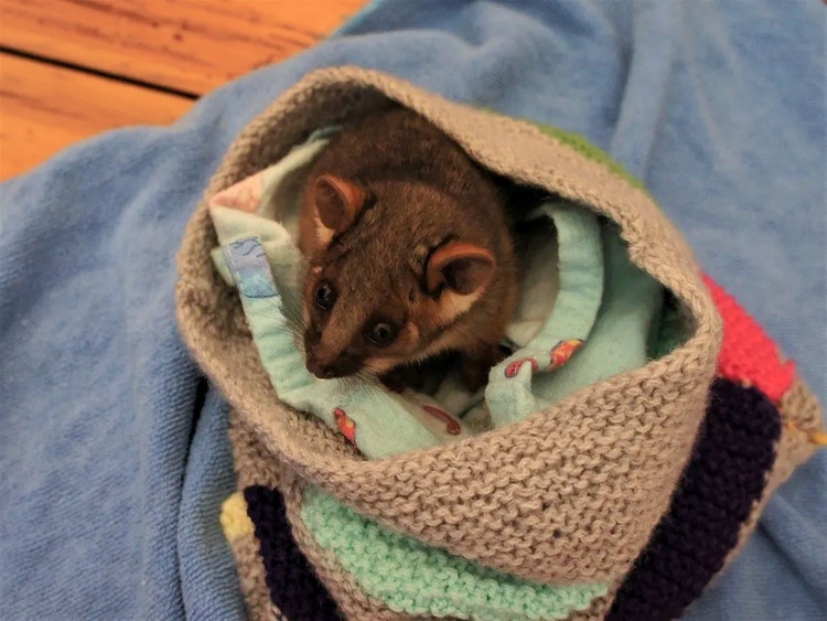 Orphaned baby ringtail possum resting in a small soft pouch that copies its mother’s pouch.