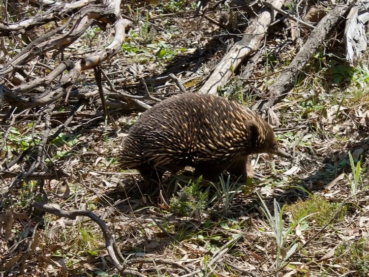 Short-beaked echidna walking across open ground in its natural habitat.