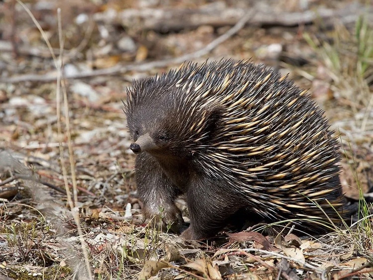 Short-beaked echidna on the ground showing its sharp spines, stocky body, short legs and long snout.