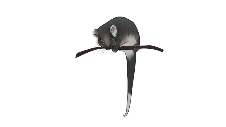Illustration of a common ringtail possum