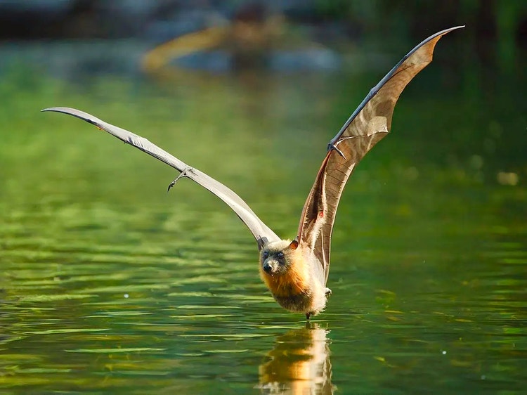 Grey-headed flying fox flying low over water with wings outstretched, showing its large wingspan.