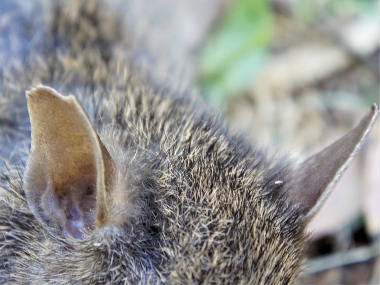 Close up of bandicoot ears that are elongated and on the top of their head.