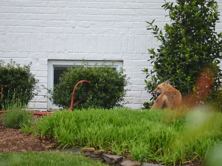 Red fox standing in a suburban backyard, showing how foxes use urban areas.
