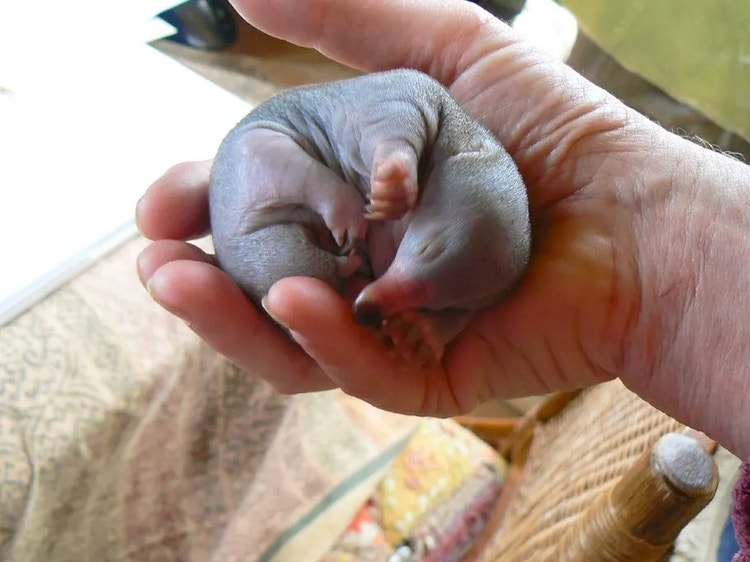 Tiny hairless baby echidna, called a puggle, resting in the palm of a person’s hand.
