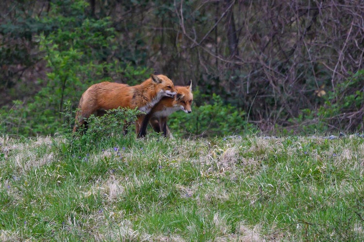 Two foxes walking through grass