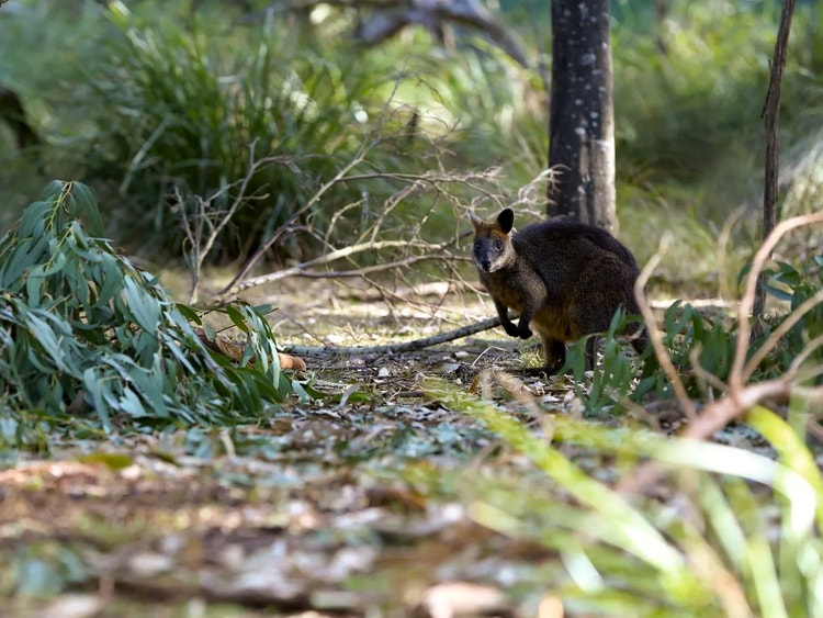 Swamp wallaby standing on the ground surrounded by dense shrubby vegetation in bushland.