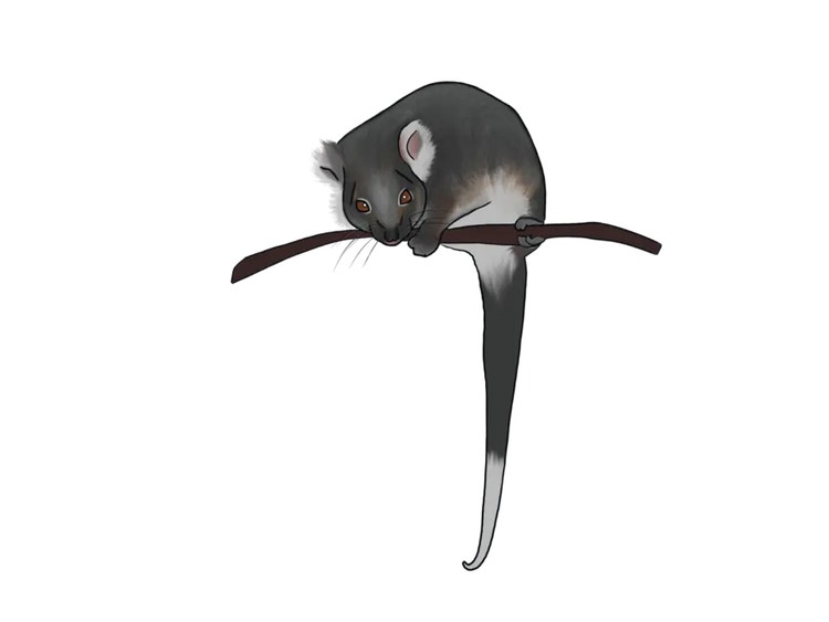 Illustration of a common ringtail possum showing its bushy tail with white tip and white patches behind the eyes.